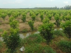 Xử lý làm đọt tập trung trên vườn cam Tân Biên Tây Ninh bằng quy trình phân bón APSARA