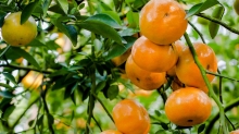 Quy trình kỹ thuật trồng cam, quýt