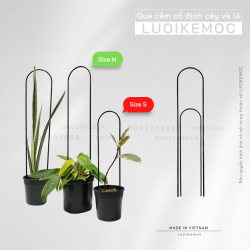 Que cắm cố định dùng cho cẩm cù, kiểng lá, củ bình vôi... size S