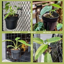 Móc Treo Cây - Dùng Cho Chậu 10cm x 9cm LUOIKEMOC