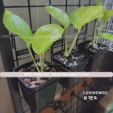 Móc Treo Cây - Dùng Cho Chậu 7cm x 7cm LUOIKEMOC