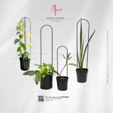 Que cắm cố định dùng cho cẩm cù, kiểng lá, củ bình vôi... size M
