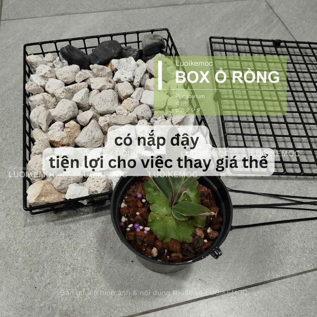 box ổ rồng có nắp dễ thay giá thể