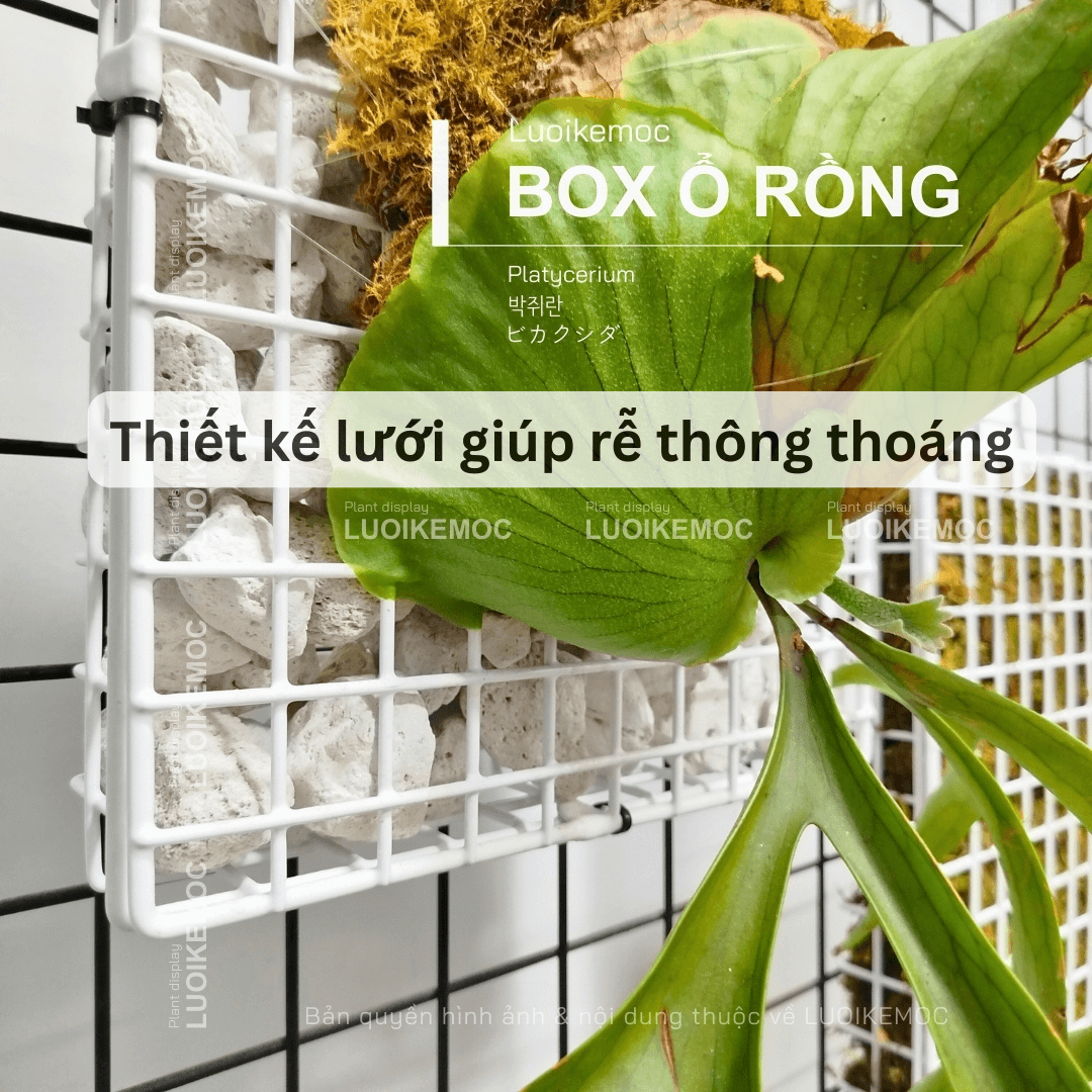 box ổ rồng giúp rễ thông thoáng LUOIKEMOC